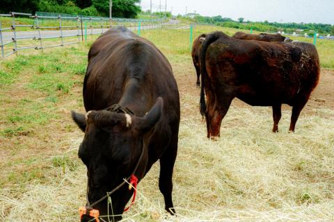 【阿蘇牧場】認定ブランド牛 国産 熊本県産 くまもと黒毛和牛 ブランド牛 熊本県認定 和牛 くまもと黒牛 くまもと黒毛和牛 すき焼き しゃぶしゃぶ 焼しゃぶ 500g 希少 阿蘇 小国町 小国郷 贈答 ギフト