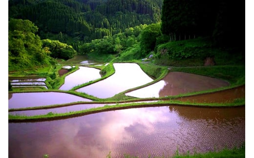 【JA阿蘇小国郷】令和7年産 新米 あきげしき 5kg 精米 産直 検査米 ノンブレンド米 単一原料 お米 白米 精白米 銘柄米 阿蘇小国のお米 熊本 阿蘇 小国町 産地直送 国産米 日本産 地場産 ご自宅用 贈答