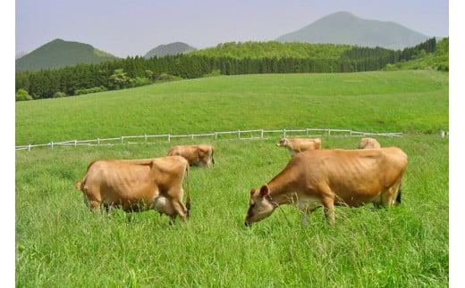 【おぐに天然食ほこすぎ】阿蘇小国ジャージー牛乳 手作りプリン 90ml 8個セット 合計720ml ハンドメイド 小豆 優しい甘さ ふんわり口あたり 自家製 スイーツ 生菓子 ほこすぎ あるくCafe 人気カフェ 贈答用 ご家庭用 冷蔵 チルド