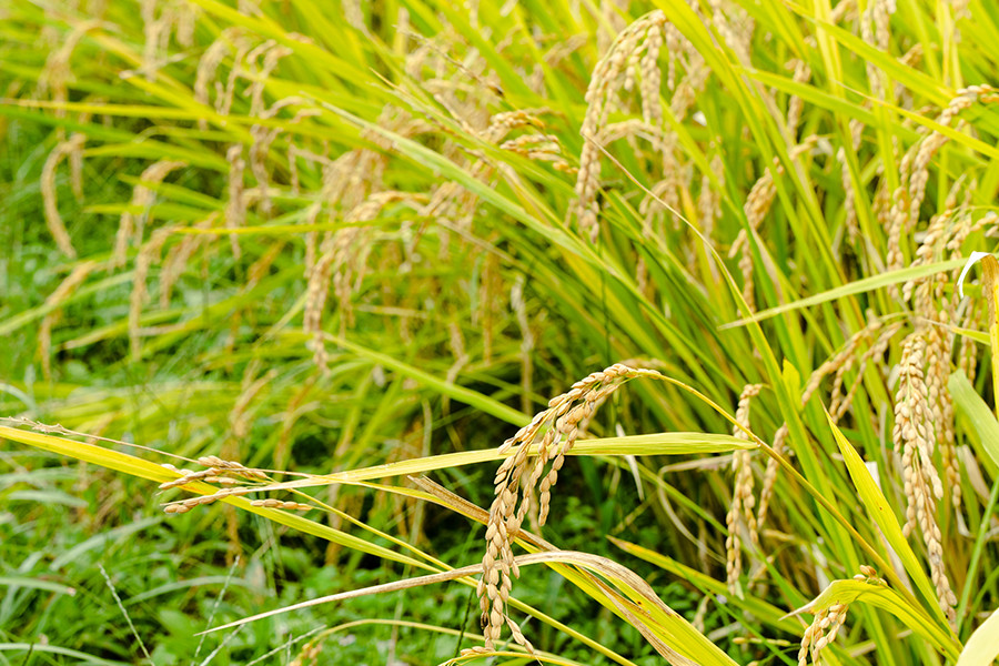 【先行予約】令和7年産 新米 精米 5kg あきげしき ひのひかり こしひかり 11月出荷 産直 ノンブレンド米 単一原料 お米 白米 精白米 銘柄おまかせ ヒノヒカリ コシヒカリ 熊本 阿蘇 小国町 産地直送 国産 日本産 地場産 贈答 田代さんのお米