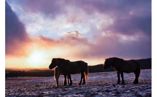 【桜屋】熊本肥育 熊本と畜 新鮮 馬刺し 阿蘇 熊本 赤身 上赤身 フタエゴ コウネ ユッケ サガリ ハツ 小分け 馬肉 6種 420g 専用醤油 ユッケたれ 真空パック 老舗専門店 桜屋 ギフト 贈り物 贈答用 記念日 冷凍