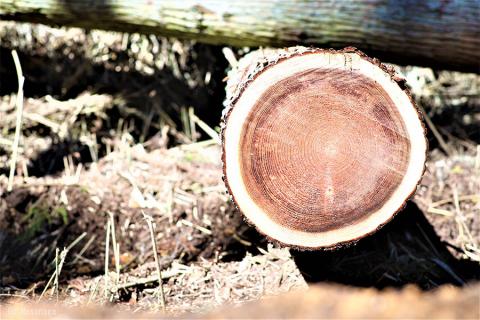 【KALCANO】イヤリング ジュエリー jewelry アクセサリー レディース 熊本 阿蘇小国杉 小国杉 工芸品 木製 K18 淡水パール ハンドメイド ギフト プレゼント ジュエリーケース付 ogunist tsumuji -つむじ