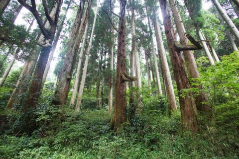 【小国町森林組合】阿蘇小国杉 小国杉 天然木 SDGs 国産材 阿蘇 熊本 小国 木製 文具 ステーショナリー 木目 ファイル A4サイズ 2枚組 贈り物 ギフト 贈答 プレゼント ノベルティにおすすめ 阿蘇小国杉のくらし