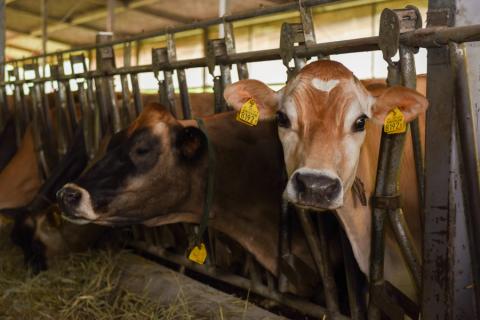 【JA阿蘇】小国ジャージー牛乳 阿蘇 小国郷 ジャージー牛乳 ゴールデンミルク 牧場しぼり アイスクリーム ミルク バニラ 抹茶 チョコ 濃厚 贈答 ギフト 記念日 おうち時間 お取り寄せ アイス アイスクリームセット 480ml×2 130ml×8 4種 計10個 IS-1