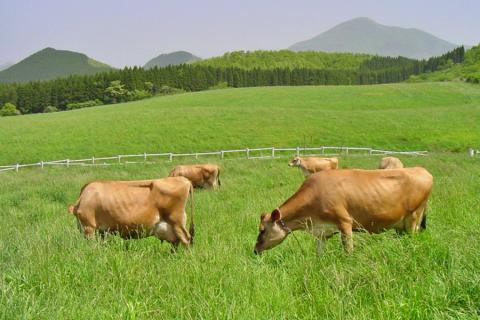 【児玉酒店】阿蘇 小国郷 小国町 阿蘇小国ジャージー牛乳 ジャージー牛 ジャージーヨーグルト ゴールデンミルク 焼酎 リキュール ロック ソーダ割り ハイボール 720ml 500ml 2本セット お取り寄せ 贈答 ギフト