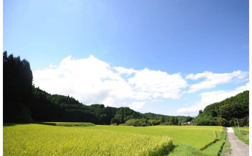 【JA阿蘇小国郷】令和7年産 新米 あきげしき 5kg 精米 産直 検査米 ノンブレンド米 単一原料 お米 白米 精白米 銘柄米 阿蘇小国のお米 熊本 阿蘇 小国町 産地直送 国産米 日本産 地場産 ご自宅用 贈答