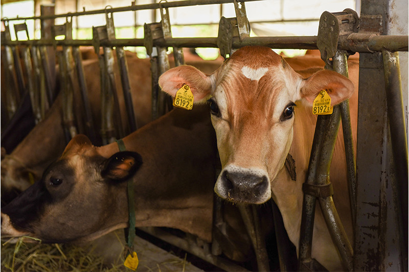 【JA阿蘇】年内受付終了 阿蘇小国ジャージー のむヨーグルト 900ml 3本 2700ml 贈答 阿蘇 熊本 小国郷 JA阿蘇 小国郷 ジャージー牛乳 小国ジャージー ゴールデンミルク 牧場しぼり 乳酸菌 濃厚 コク 贈答 ギフト おうち時間 お取り寄せ ヨーグルトセットYS-4