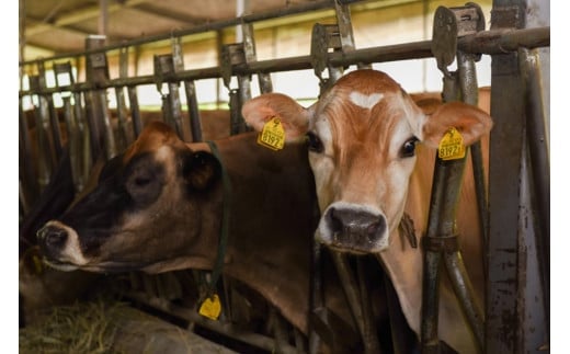 【おぐに天然食ほこすぎ】阿蘇小国ジャージー牛乳 手作りプリン 90ml 8個セット 合計720ml ハンドメイド 小豆 優しい甘さ ふんわり口あたり 自家製 スイーツ 生菓子 ほこすぎ あるくCafe 人気カフェ 贈答用 ご家庭用 冷蔵 チルド