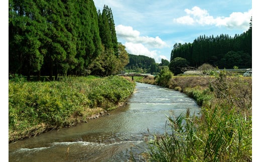 【先行予約】令和7年産 新米 精米 10kg あきげしき ひのひかり こしひかり 11月出荷 産直 ノンブレンド米 単一原料 お米 白米 精白米 銘柄おまかせ ヒノヒカリ コシヒカリ 熊本 阿蘇 小国町 産地直送 国産 日本産 地場産 贈答 田代さんのお米