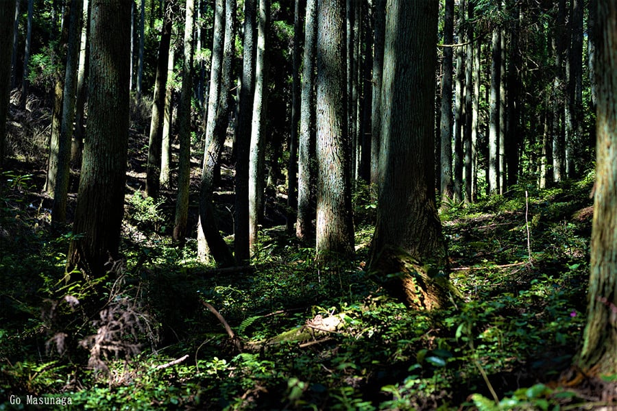 【KALCANO】イヤリング ジュエリー jewelry アクセサリー レディース 熊本 阿蘇小国杉 小国杉 工芸品 木製 樹脂パーツ 淡水パール ニッケルフリー素材使用 金属アレルギー対応 ギフト プレゼント ジュエリーケース付 Ogunist ichi-いち