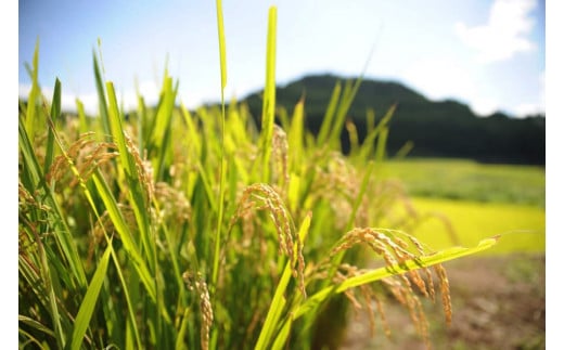 【JA阿蘇小国郷】令和7年産 新米 あきげしき 5kg 精米 産直 検査米 ノンブレンド米 単一原料 お米 白米 精白米 銘柄米 阿蘇小国のお米 熊本 阿蘇 小国町 産地直送 国産米 日本産 地場産 ご自宅用 贈答