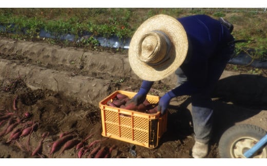 【JA阿蘇】先行予約 令和8年1月以降発送 JA阿蘇 熊本 阿蘇 小国町 小国郷 レンジでチン さつまいも サツマイモ からいも 3kg 3000g 2個×8袋 優しい甘さ ホクホク 天然のスイーツ レンジ用甘藷 小国紅 ギフト