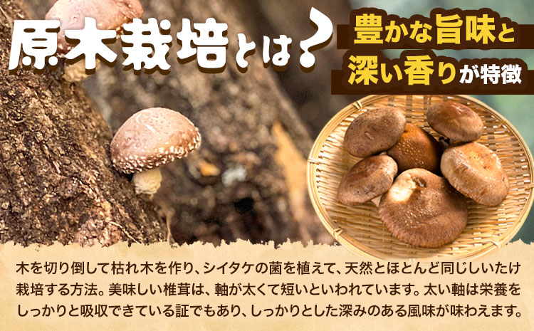 しいたけ 阿蘇 原木乾燥しいたけ 大玉 200g《30日以内に出荷予定(土日祝除く)》原木 干し 乾燥 しいたけ 原木栽培 産山村 しいたけのさかい---ubuyama_sts_10_200g---