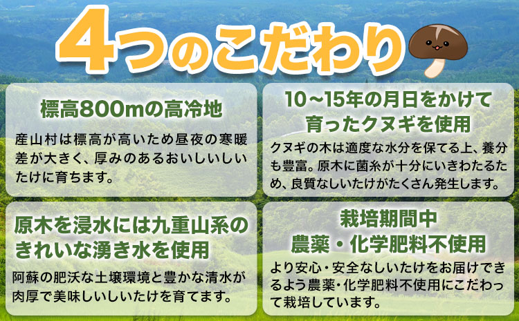 しいたけ 阿蘇 原木乾燥しいたけ 大玉 200g《30日以内に出荷予定(土日祝除く)》原木 干し 乾燥 しいたけ 原木栽培 産山村 しいたけのさかい---ubuyama_sts_10_200g---