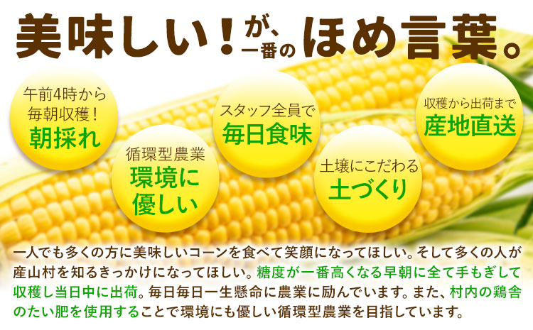 《先行受付開始》産地直送 朝採れスイートコーン ゴールドラッシュ 15本セット とうもろこし 特大 熊本 阿蘇 産山村 冷蔵 高糖度 夏野菜 トウモロコシ ギフト 今が旬 コーン 旬 お取り寄せ 人気 大人気 贈答 とうきび 送料無料《2025年7月中旬-8月中旬出荷》---ubuyama_jmn_4_15p---
