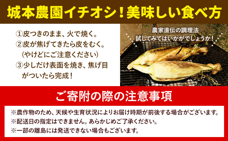 《先行受付開始》産地直送 朝採れスイートコーン ゴールドラッシュ 15本セット とうもろこし 特大 熊本 阿蘇 産山村 冷蔵 高糖度 夏野菜 トウモロコシ ギフト 今が旬 コーン 旬 お取り寄せ 人気 大人気 贈答 とうきび 送料無料《2025年7月中旬-8月中旬出荷》---ubuyama_jmn_4_15p---