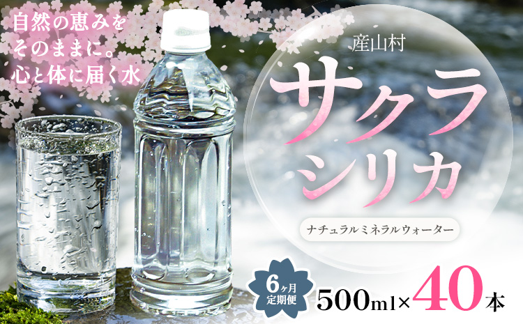 【6ヶ月定期便】サクラシリカ 500ml × 40本 みずの里《お申込み月の翌月から出荷開始》熊本県 阿蘇郡 産山村 ミネラルウォーター シリカ 水 天然水 鉱水 ラベルレス ラベルなし---ubuyama_mzs_11_40p_mo6---