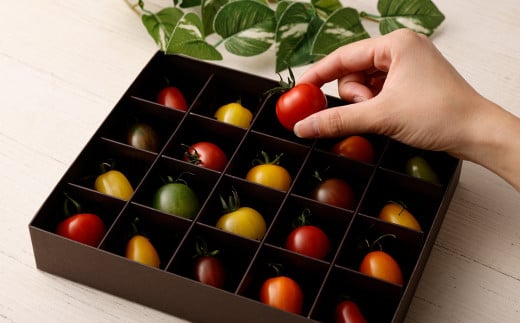 【先行予約】【2023年6月上旬より順次発送予定】20色カラフルミニトマト 20粒 トマト 高森町産