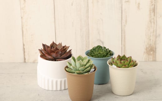 多肉植物 Mサイズ 4鉢