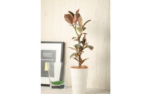 フィカスルビー（ゴムの木）