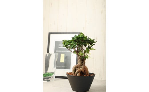 がじゅまるの木 Lサイズ