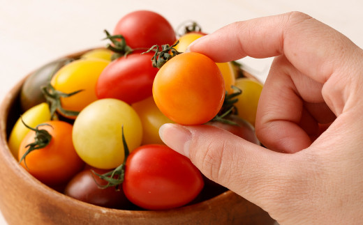 【先行予約】【2023年6月上旬より順次発送開始】カラフルミニトマト 約1.5kg トマト 高森町産