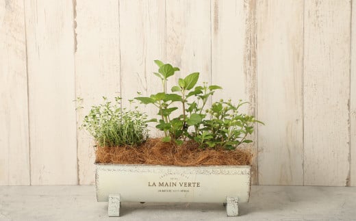 季節のハーブ 寄せ植え
