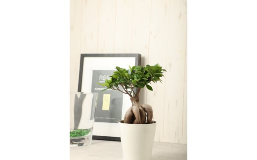 がじゅまるの木