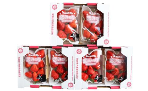 熊本県産 いちご 恋みのり 約250g×6パック 計1500g フルーツ