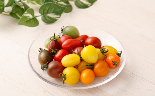 【先行予約】【2023年6月上旬より順次発送予定】20色カラフルミニトマト 20粒 トマト 高森町産