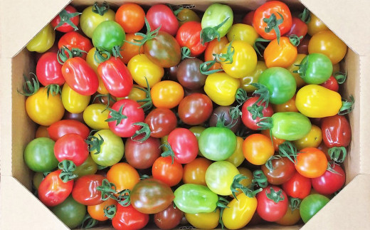 【先行予約】【2023年6月上旬より順次発送開始】カラフルミニトマト 約1.5kg トマト 高森町産