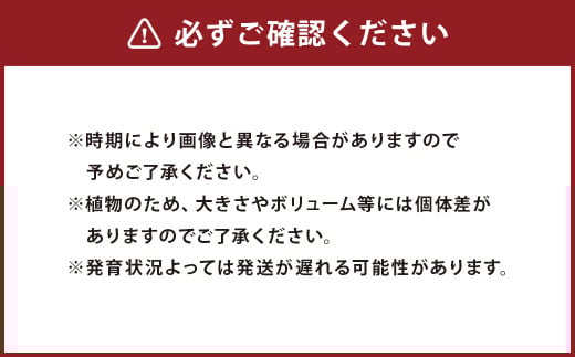 多肉植物 Mサイズ 4鉢 観葉植物 植物 苗 多肉 グリーン プラント 栽培 ガーデニング 園芸