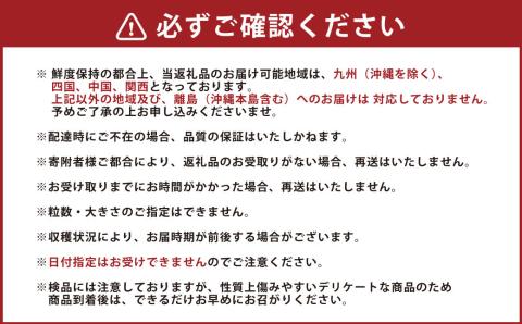 熊本県産 いちご 恋みのり 約250g×6パック 計1500g フルーツ