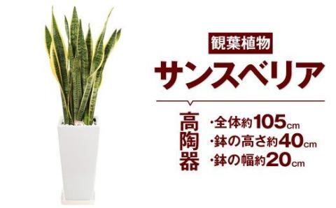 サンスベリア 観葉植物 高陶器 高さ約40cm 幅約20cm 7寸 植物 インテリア ガーデン