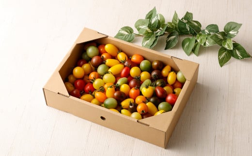 【先行予約】【2023年6月上旬より順次発送開始】カラフルミニトマト 約1.5kg トマト 高森町産