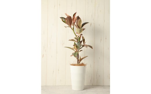 フィカスルビー（ゴムの木）