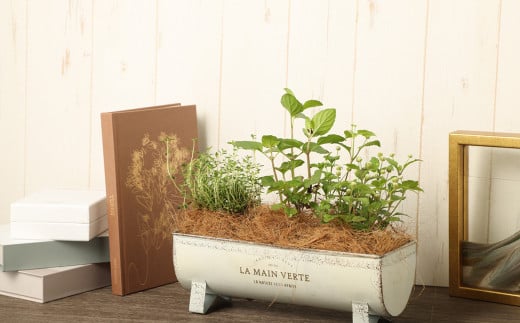 季節のハーブ 寄せ植え