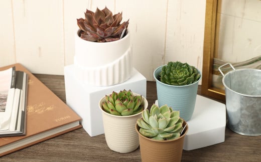 多肉植物 Mサイズ 4鉢