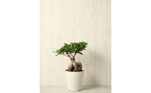 がじゅまるの木