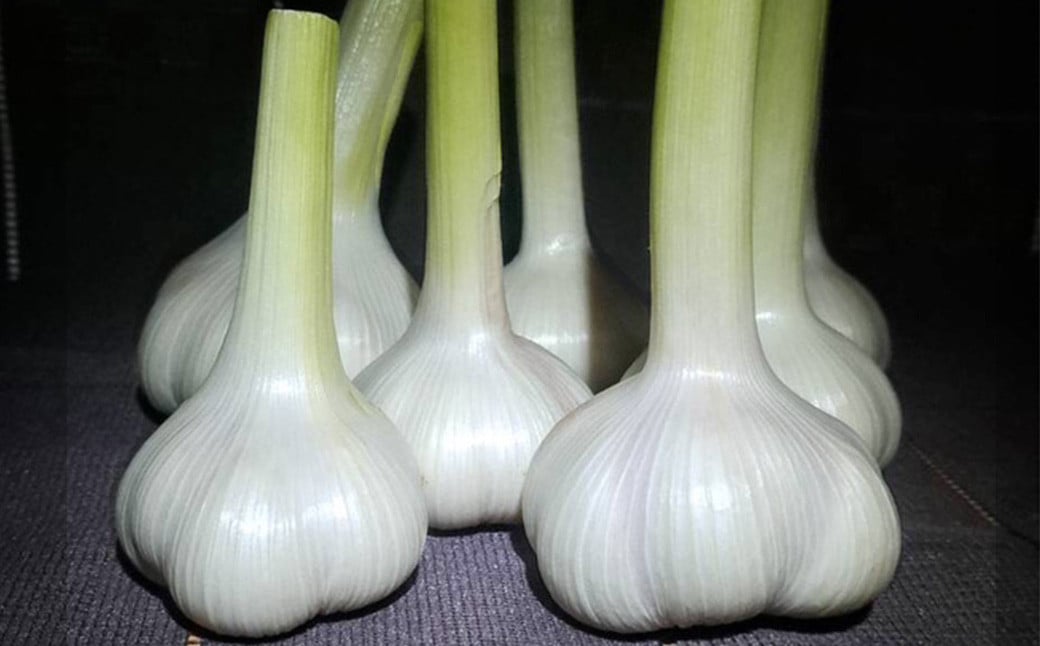 【2023年11月上旬発送開始】さといもプラス(里芋・にんにくセット)