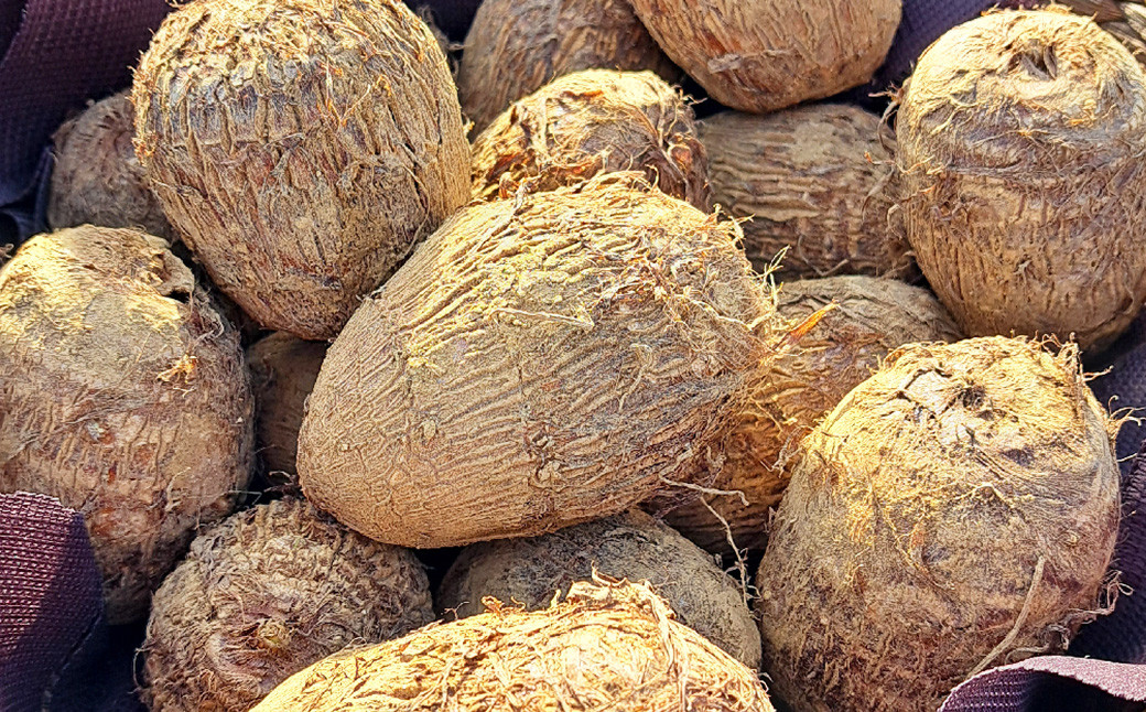 【2023年11月上旬発送開始】さといもプラス(里芋・さつまいもセット)