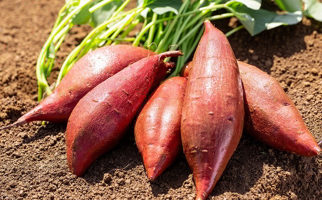 【2023年11月上旬発送開始】さといもプラス(里芋・さつまいもセット)