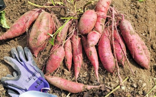 冷し焼き芋（西原シルク）Sサイズ 約300g×6パック入り（計約1.8kg） 焼き芋 やきいも 冷やし焼き芋 さつまいも サツマイモ セット 冷凍