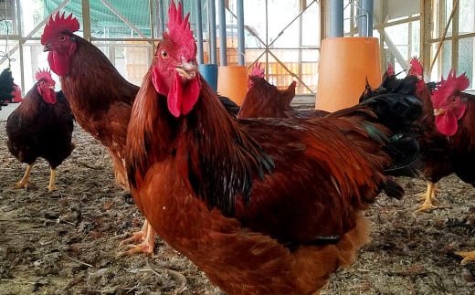 くまもと直送 天草大王 とりすき 鍋セット（1～2人前）鶏 鶏肉 地鶏 もも モモ むね ムネ つみれ団子 つみれ だご麺 鍋