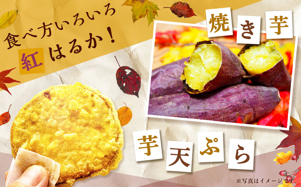 【2023年11月発送開始】熊本県西原村産 熟成蔵出し さつまいも (紅はるか) 5kg(秀品)