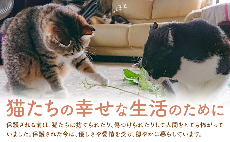 【返礼品なし】保護猫支援寄附 5,000円 一般社団法人オープンセサミアライブ 熊本県 南阿蘇村 保護猫 支援 猫 ネコ ねこ 生活支援 動物愛護 保護 返礼品なし 寄附 牧場 オープンセサミ アニマルサンクチュアリ---sms_opnekosien_r7_5000---