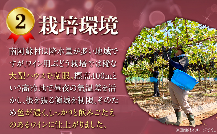 【3ヶ月定期便】南阿蘇村産ぶどう100%使用 赤ワイン RED cow 1本 750ml《お申込み月の翌月から出荷開始》熊本県 南阿蘇村 カベルネ・ソーヴィニヨン ヤマ・ソーヴィニヨン ワイン 酒 お酒 定期 計3回 お届け---sms_winecowtei_r7_37500_mo3num1---