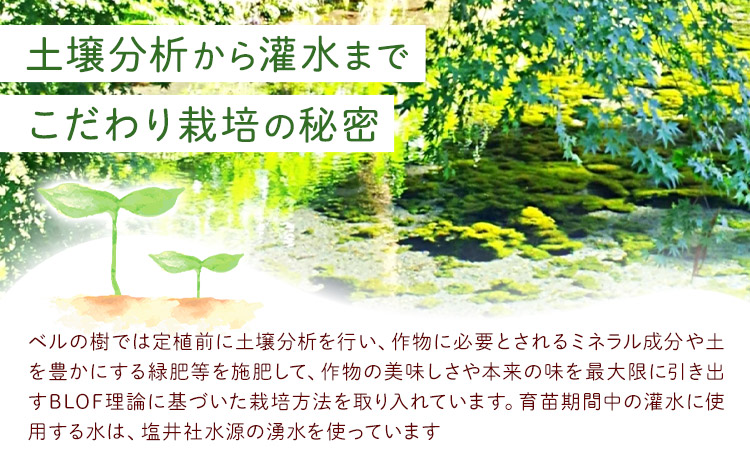有機JAS認定 オーガニック さつまいも 5kg 農園ベルの樹《12月上旬-3月下旬頃出荷》熊本県 南阿蘇村 さつまいも オーガニック 有機栽培 薩摩芋---sms_blkost_ak123_r7_11500_5kg---