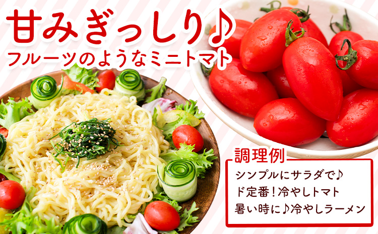 ミニトマト アイコ 約3kg ますだふぁーむ《7月上旬-11月末頃出荷》熊本県 南阿蘇村 アイコトマト 野菜 旬 夏野菜 トマト---sms_msf_af711_r7_13500_3kg---