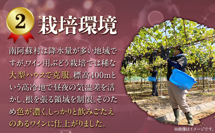 南阿蘇村産ぶどう100%使用 赤ワイン RED cow 飲み比べセット 750ml × 2本《30日以内に出荷予定(土日祝除く)》熊本---sms_winecow_30d_r7_24500_2p---